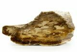 Polished Petrified Wood (Cypress) Stand-Up - Saddle Mountain, WA #371214-1